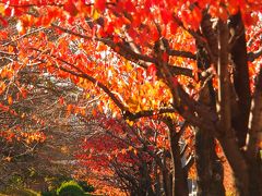 私の好きな散歩道で、ちょっぴり紅葉狩り気分・・！