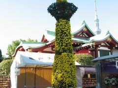 ’１２　亀戸天神　菊祭り