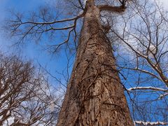 森の中へ　～冬・早春・晩秋の野幌森林公園～