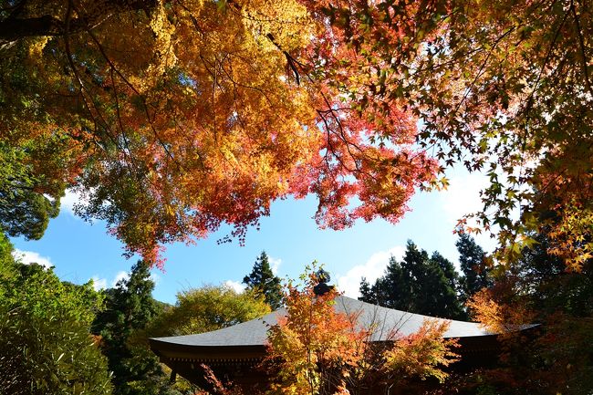 　大分県屈指の紅葉スポット、安岐町の両子寺が見ごろを迎えていると聞いて早速行ってきました。 <br />　両子寺は、養老２年（７１８年）に仁聞菩薩が開基し、国東半島一帯のほとけの里、六郷満山の総持院として栄えた古刹です。<br />　国東半島の最高峰、標高７２１ｍの両子山の中腹にあり、奥の院、総門、仁王像、苔むした石段などが往時をしのばせています。<br />　