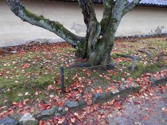 醍醐寺の紅葉美しい、あいにくの雨