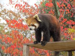 晩秋のレッサーパンダ紀行【１】 京都市動物園　雨の古都ちゃん＆雨の南禅寺（第２回関西レサパン・オフ会開催）