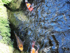 町を潤す湧水に鯉が泳ぐ島原と蒸気が立ち込める雲仙でロマンを感じる編◆初LCC/Peachで長崎へ