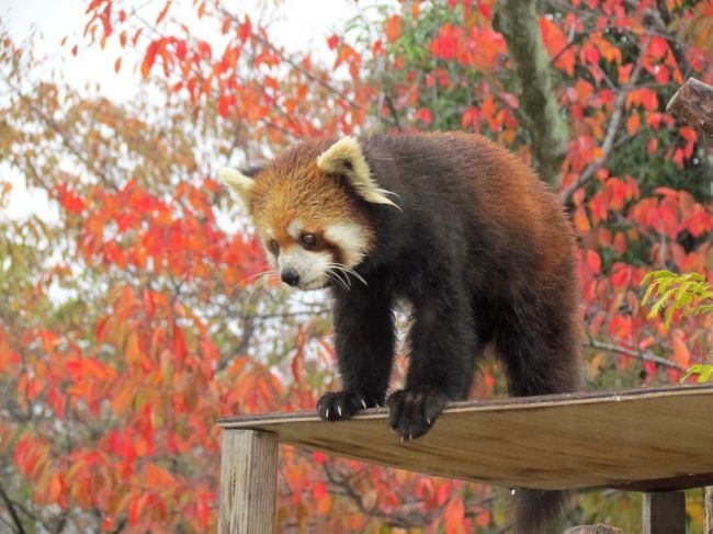 一昨日の秋吉台サファリランド、周南市徳山動物園、昨日の東京都立大島公園動物園で赤ちゃんパンダを楽しみ、今日は京都市動物園で４トラのレッサーパンダ・コミュのオフ会です。<br />昨年夏、ひょんなことから始まったレサパン・オフ会も関東、関西合わせて今回で早くも５回目、レサパン云々は横においても大人だけで行く動物園は意外や意外めちゃくちゃ楽しいのです。<br />ただ残念ながら雨模様・・・でも、なんとか可愛い古都ちゃんを皆さんに見て頂くことが出来たので、動物園は早目に切り上げ、みんなで秋深まる南禅寺をそぞろ歩いたのです。<br /><br /><br />これまでのレッサーパンダ旅行記はこちらでどうぞ→http://4travel.jp/traveler/jillluka/album/10652280/