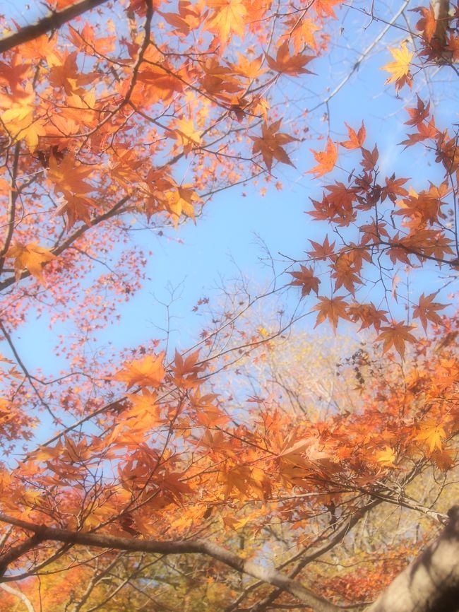 茨城で紅葉狩り☆ 花貫渓谷→袋田の滝→竜神大吊橋をバスで巡る、大忙し&大渋滞の旅