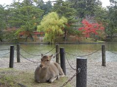 雨の奈良観光～正倉院展＆東大寺界隈散策～