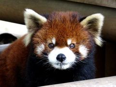 晩秋のレッサーパンダ紀行【３】 三島市立公園　楽寿園　雨の静岡３園早回り　涼おじいちゃん、元気でなによりです！！