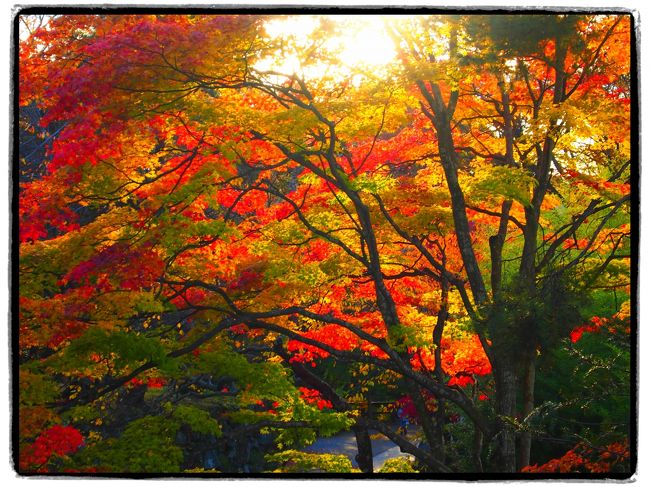 【日帰りの旅。東信濃・佐久平の紅葉巡り④】<br /><br />この紅葉スポットを巡る旅も、いよいよ最終地へ。<br /><br />最後に訪れたのは、佐久平北部に位置する城下町・小諸です。<br />千曲川のほとりには、武田信玄公の軍師山本勘助が築いた「酔月城」という風流な名でも呼ばれる小諸城址があり、現在は「懐古園」として整備され、春は桜・秋は紅葉の名所としても有名です。<br /><br />園内を散策したときは、ちょうど夕陽が照らすタイミングで、紅や黄色に彩られた木々が一層映え、今日これまで見てきたスポットとはまた異なる美しさを醸し出していました｡｡｡<br /><br />古城を彩る紅葉…まさに日本の風景ですね～。<br /><br />〔旅の行程〕<br />・小諸城 三の門 ～ 懐古園 ～ 小諸市立藤村記念館 ～ 小諸徴古館 ～ 小諸城 大手門 ～ 懐古園（紅葉ライトアップ） ～ 佐久平駅 ～ 東京駅<br /><br /><br />【旅行記その１】～奇岩が彩られた内山峡（with 旧中込学校）～ <br />・http://4travel.jp/traveler/akaitsubasa/album/10725053/ <br />【旅行記その２】～紅く彩られた古刹の三重塔（with 龍岡城五稜郭）～<br />・http://4travel.jp/traveler/akaitsubasa/album/10725158/ <br />【旅行記その３】～黄葉に彩られた断崖絶壁にかかる布引観音堂（with ……）～<br />・http://4travel.jp/traveler/akaitsubasa/album/10726560 