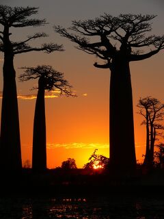 マダガスカル新婚旅行９日間【8】モロンダバ・夕陽バオバブ編