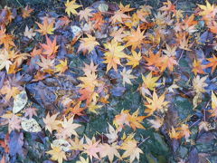 2012年　毘沙門堂の紅葉、山科疎水のほとりそぞろ歩き！