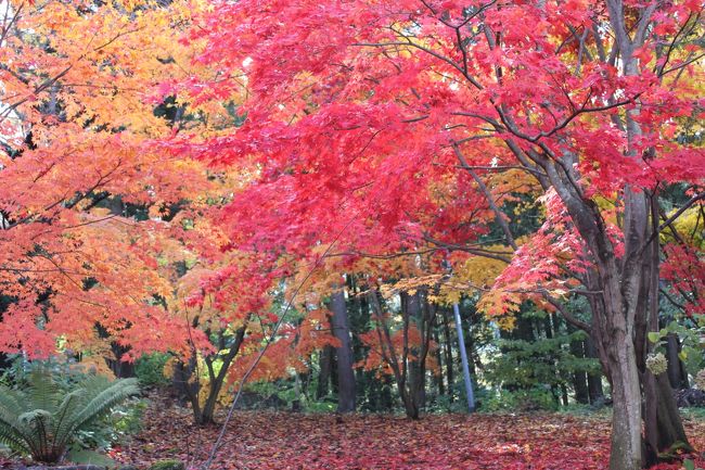 毎年恒例の長野への『記念日旅行』の２日目になります。<br /><br />：2日目の予定：<br /><br />･チェックアウトまでのんびり過ごす<br />･道の駅｢北信州やまのうち｣で買い物<br />･小布施に移動<br />｢そば　せきざわ｣<br />http://www.miy.janis.or.jp/~sobaya/<br />｢ジェラート トゥエル｣<br />｢栗の木テラス｣でお茶<br />和紙の中條/竹風堂で買い物