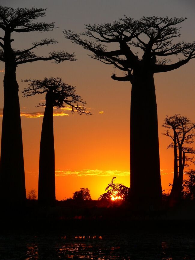 マダガスカル新婚旅行９日間【8】モロンダバ・夕陽バオバブ編