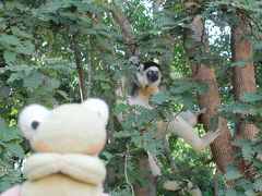 インド洋に浮かぶ不思議の島　マダガスカル周遊８日間　2