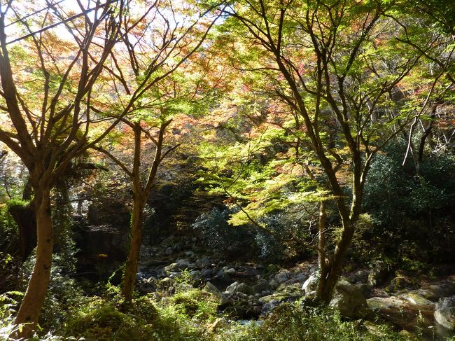 茨城県北部の花貫渓谷に出掛けてきました。<br /><br />花貫渓谷は紅葉が見ごろだと聞いて気になっていたのですが、前日に雨が降っていたので早く起きるでもなく、朝食を済ませ、空が真っ青なのでやっぱり行こうかと。結局家を出たのが10時頃、我が家にしてはのんびりの出発になってしまいました。<br />観光協会に電話をして「犬も歩けますか？」と問い合わせたら大丈夫とのこと。<br />「ヒューも行く？」<br />この一言でヒューはもう行く気満々です。