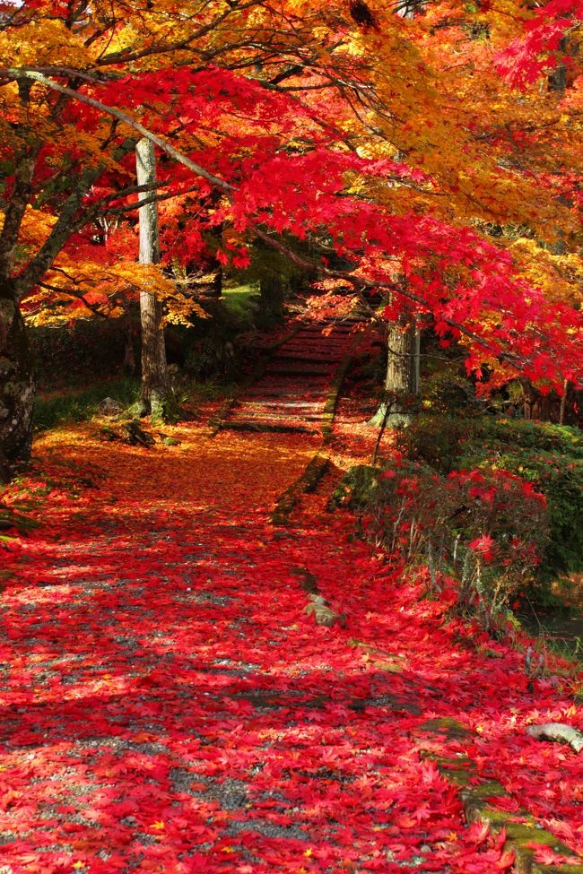鍬山神社に続いて亀岡、南丹の紅葉のお寺をめぐります。<br /><br /><br />亀岡 神蔵寺 (じんぞうじ)<br />亀岡 龍潭寺 (りょうたんじ)<br />南丹 龍穏寺 (りょうおんじ)<br />南丹 西光寺 (さいこうじ)<br />