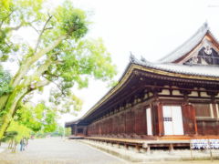 よっしゃ、京都へ行くどす(ぇ)！2012。　西本願寺～三十三間堂へ。