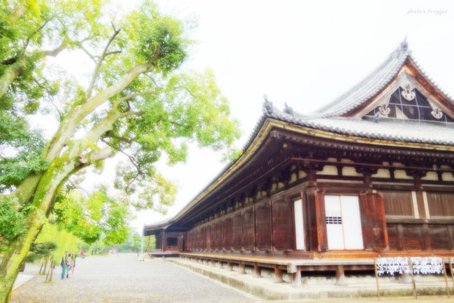 この日も朝から天気が悪く雨となってしまいました(T_T)<br />ということでまずは西本願寺へ参拝してから三十三間堂へ向かうことにしました。<br /><br />西本願寺は浄土真宗本願寺派の総本山となります。<br />文永九年(1272)、親鸞聖人の末の娘である覚信尼が東山・吉水の北方に廟堂を建てて木像と遺骨を安置したのを始まりとします。<br /><br />室町期には山科の地や大阪などを移ることとなりますが、天正十九年(1591)に豊臣秀吉によって現在の地を寄進されました。<br /><br />その後の後継者問題によって、徳川家康が東本願寺を六条烏丸の地へ分立させます。<br />東西にわかれたこの地の本願寺は、西本願寺と呼ばれることとなりました。<br /><br /><br />「善人なおもて往生をとぐ いわんや悪人をや」<br /><br />善人も悪人もみな救われる。<br />親鸞聖人は誰にでもわかるように説きました。