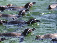 東京23区ぐるり旅【7】～緑と水と人が触れ合うウォーターフロント～葛西臨海公園[後編]