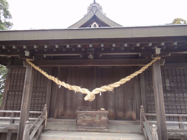 今春、常陸太田の真弓神社のある真弓山に登った。昨年の大震災でかなり社殿付近が崩れたと聞いていたので、事前に状態を神社社務所に聞いておいた。登ることは可能らしい。大鳥居のある西参道から20分ほどで着くとのこと。<br /><br />常陸太田に縁がある者として、一度真弓神社を参拝したいと思っていた。<br />以前に車で常陸太田市内を経由して真弓神社入口まで行ったことがあるが、随分と車を走らせた記憶がある。<br /><br />今回は、常陸太田経由でない常磐線大甕駅からの径路をとった。<br />東京方面から行く場合、水戸で水郡線に乗り換えてわざわざ常陸太田に出なくとも、常磐線でまっすぐ行き、大甕駅で下り、そこからタクシーで行く方が早いと判断。<br /><br />常磐線大甕駅で下車、タクシー運転手さんに「真弓山の真弓神社の近くまで行ってください。西参道の標識があると思います」と頼む。寒水石の砕石工場を過ぎると間もなくのはずだ。注意して道路わきの西参道の標識を探す。「あれだ」と思ったが、タクシーは通り過ぎていく。あわてて運転手さんに停めてもらい、下車。この辺りは採石場が近いためトラックが走ってきた。真弓山は古来から寒水石の産地として著名である。<br /><br />参道入り口には確かに大鳥居があった。その近くに真弓神社沿革碑があり、それには真弓神社の祭神は大己貴命と少彦名命とある。出雲系の神様だ。<br />鳥居を潜ると登山道に入る。我々以外誰も登る人はいない。参道はがれきで荒れていた。両側の猿の石像のうち左側がかなり傷んでいた。<br /><br />山道を登り、20分ほどて真弓神社の社殿に着いた。この辺りは震災のためかなり崩れたようだ。寄進者が記載された碑が横倒しに倒れ、破壊されて、無残な状態だ。ところどころ工事中の柵が設けられ、新たに土台がセメントで固められ、復旧が進みつつあった。社務所らしき建物があるが、無人。<br /><br />尾根道を歩く。表参道は、ロープが張られ通行禁止の状態。やはり被害は大きかったのだと痛感する。<br /><br />せっかく来たのだからと樹齢940年の「爺杉」を見ることにした。下った場所にあったが、下り口の標識が小さいので、見落としてしまった。やっとの思いで下り口を見つけて、巨大杉にたどり着いた。木肌が赤くつやつやしている。途中から幹が二俣に分かれ、近づくとかなり大きいことが分る。幹周囲10.4mとのこと。<br /><br />帰路も西参道を下り、タクシーを待たせてある石の集積場に着く。ここまでの所要時間2時間強。まあまあの行程か。帰りに麓にある真弓神社社務所に寄って、お守りを授った。<br /><br /><br />