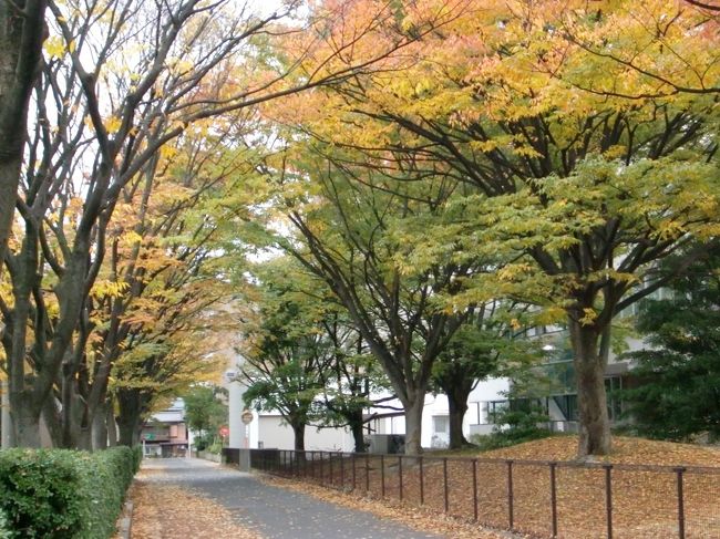 新潟散歩♪　　市内も紅葉　そして街中イベント