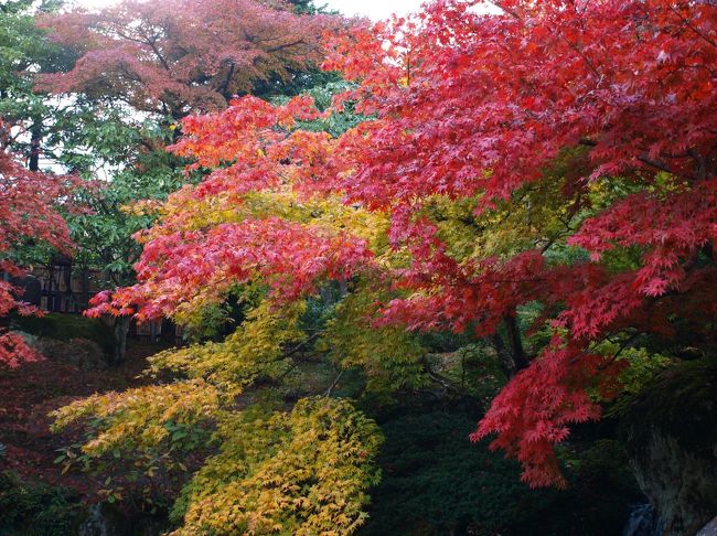 同僚と日帰りで箱根へ行って来ました。<br />小田原で待ち合わせて湯元、強羅へ。<br />紅葉の週末ということもあり、ものすごい混雑でした。<br />あまりの混雑でケーブルカーに乗るのをあきらめ、箱根美術館、写真美術館、蓬莱園へ行って来ました。