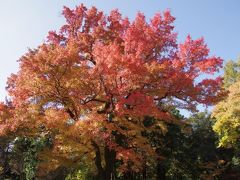 2012京都紅葉だより　カモさんたちも紅葉狩り～　彩りを増す京都府立植物園へ