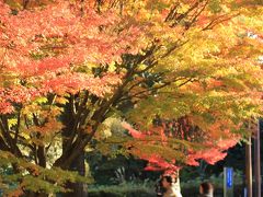黄金と朱色に染まった紅葉の昭和記念公園（4）朱色に染まった日本庭園～単焦点マクロレンズで捉えた黄昏に輝く園内風景