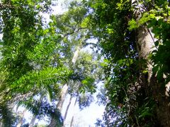 ボルネオのジャングルで野生動物サファリ (Wildlife safari in Borneo island)