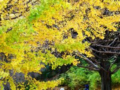 Japan　昭和記念公園　2012　銀杏は昭島口ゲートでたとこが穴場かも　～ミツバチばあやの冒険～