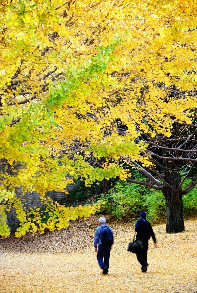 Japan　昭和記念公園　2012　銀杏は昭島口ゲートでたとこが穴場かも　～ミツバチばあやの冒険～