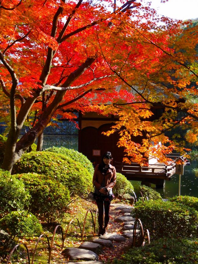 和歌山城の紅葉が綺麗な紅葉渓庭園(もみじだにていえん)に行ってきました。家からは近くなので行ってきたというよりお散歩みたいなものです。<br /><br />(書き忘れていましたが、) 娘と出ていきました。<br /><br />今回、和歌山城にこられるトラベラーさんがいらっしゃるので、そのトラベラーさんに見ていただく関係で、簡易コメントにて急いでアップさせていただきます。<br /><br />【紅葉渓庭園(もみじだにていえん)=西の丸庭園】<br />紅葉渓庭園(もみじだにていえん)というのは徳川頼宣が和歌山城の西の丸御殿に造った庭園です。ですから『西之丸庭園』という言いこともあります。<br />現在入場は無料となっています。<br />国の名勝に指定されています<br /><br />【鳶魚閣(えんぎょかく)】<br />表紙の写真の堀に浮かぶ建物は鳶魚閣(えんぎょかく)といって紅葉渓庭園を撮るときの重要なアクセントとになっています。<br /><br />【茶室 紅松庵(こうしょうあん)】<br />庭園内にある紅松庵という茶室がありそこでは気軽にお茶が飲めます。（450円）<br /><br />【御橋廊下(おはしろうか)】<br />庭園の西の丸と庭園の東の二の丸に架かる傾斜のある橋を『御橋廊下』といって江戸時代に藩主とお付の者だけが使用できた橋で屋根つきでしかも傾斜があり全国的にも珍しい橋と言われています。<br /><br />紅葉渓庭園すなわち『西の丸』は『藩主の社交の場』で『二の丸』は『藩主の生活の場』です。<br /><br />グーグルマップ<br />http://goo.gl/maps/KZX7x