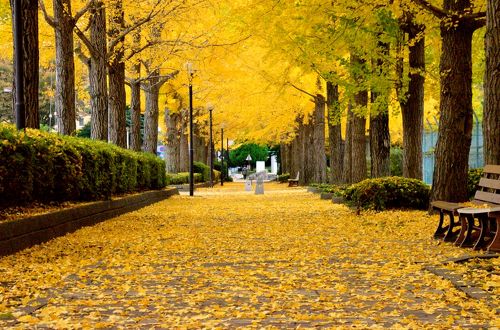 2012年紅葉スポット巡り 番外編 ～小さい秋見つけた ♪』宇都宮