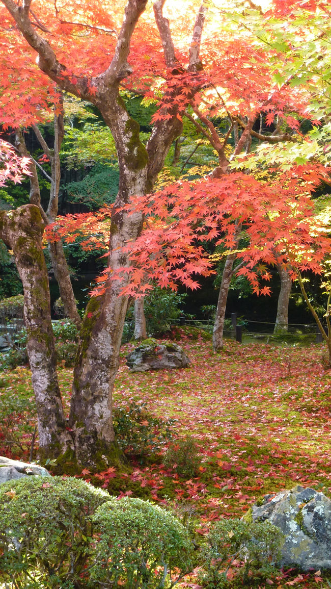 京都には高校の修学旅行以来７～８回訪れていますが<br />久しぶりに来る機会を持てました。<br /><br />まだ紅葉の盛りには早かったせいか<br />人出も予想ほどでなく楽しめました。