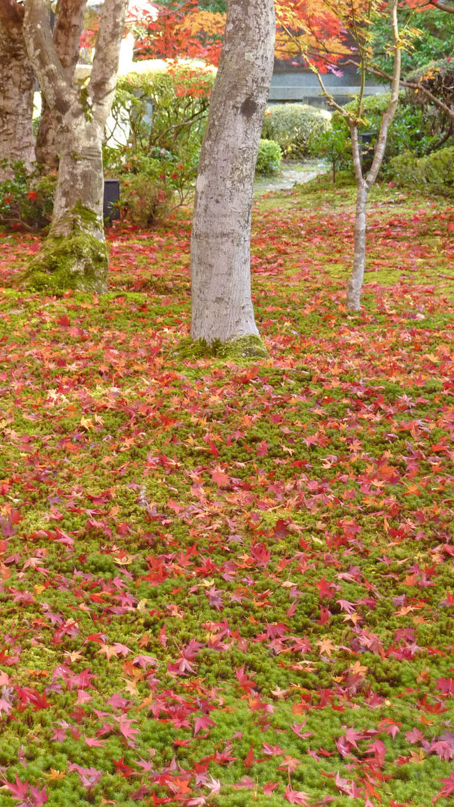 紅葉に燃える京都、奈良を訪れました。<br /><br /><br /><br />