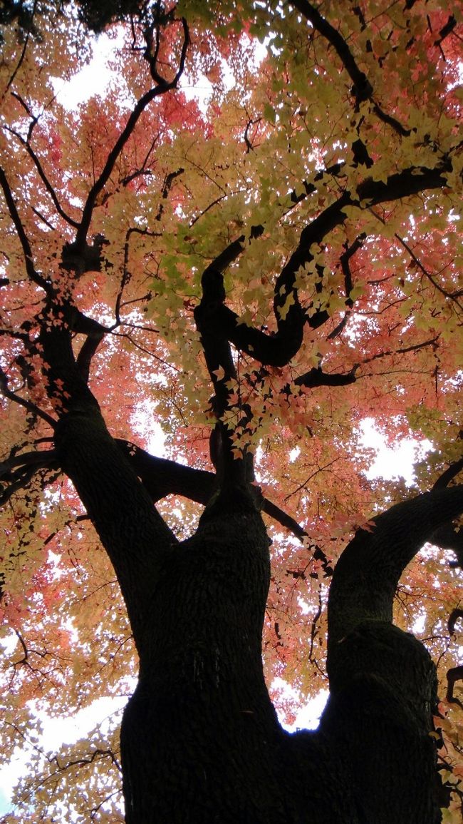 　この日、早朝の嵐山を散策したあと、10時過ぎには、混雑前の嵐山を脱出(笑)して、JRの二条駅から地下鉄に乗り換えて、北山駅の植物園まで行きました。<br />　植物館は、天気のいい日に、よく散歩にいきますが、紅葉のピーク時に行ったことはないので、行ってみたいと思い、また、つい最近、テレビでフウの木、というのが紹介されてました。マンサク科の木だそうで、「楓」と書いて、フウと読むそうです。ものすごく大きな木で、光線の加減で色が変わるのですが、離れてみると、紅葉のような紅さですが、下から見上げると、うすい桃色に見えて、その色合いがステキでした。<br /><br />　植物園の紅葉の木々は、池のまわりに飢えられていて、枝振りがいいので、池をまわりながら、たくさんの写真を撮りました。ちょうど、太陽が入ってきて、ステキな写真がたくさん撮れました。植物園の紅葉、これからもリピートしたいと思えるレベルでした。