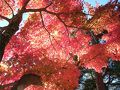 心の紅葉を見た。