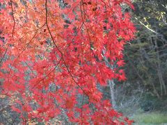 今年の千葉の紅葉は？