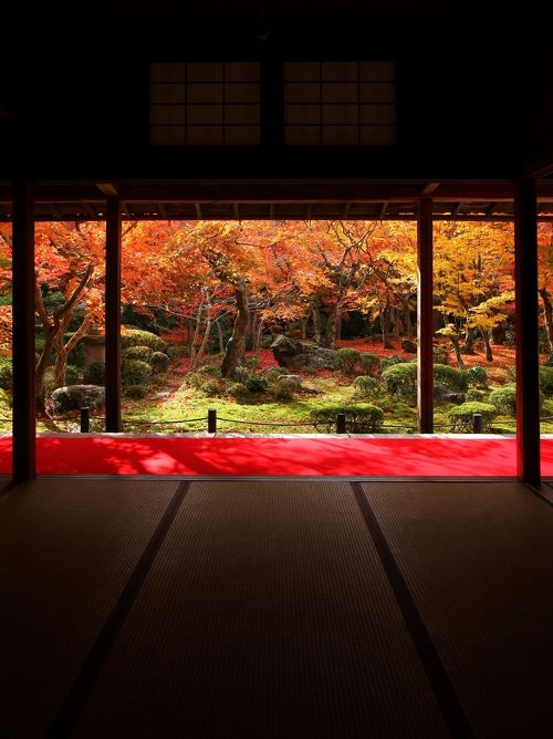 道をゆくが如し。。山採りドウダンツツジ。 （ブログ | 北野