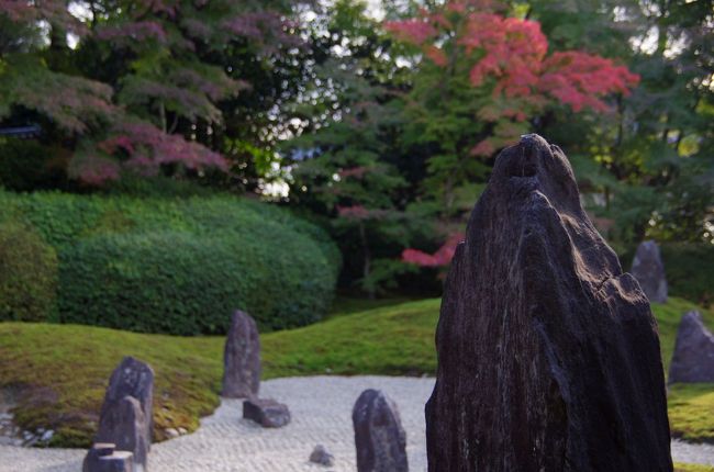 紅葉と言えば外せない東福寺ですが、ピークには少し早そう<br />でも大好きな光明院は人が増える前にもお出かけしたくて<br />光明院メインで東福寺界隈を散策して参りました～<br /><br />光明院の紅葉はまだこれからというところです。<br />この日は曇りから晴れへとお天気が変わってゆきましたが、陽射しの中で時雨れたり、ややこしいお天気でそのたびに情景も変わってゆくので、ほっこり眺めていていました。<br /><br />帰り道は少し山側を歩いて泉涌寺の裏手から今熊野観音寺を廻って帰路につきました。<br /><br />今は東福寺もピークを迎えようとしていますので、この三連休は凄い人出になるでしょう～<br /><br />私は、連休明けに再訪しようと思っています^^;<br /><br />2010年11月30日　光明院<br />http://4travel.jp/traveler/masamana-jyugon/album/10622133/