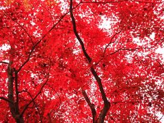 兵庫県・篠山（2012・秋）★燃える紅葉の洞光寺