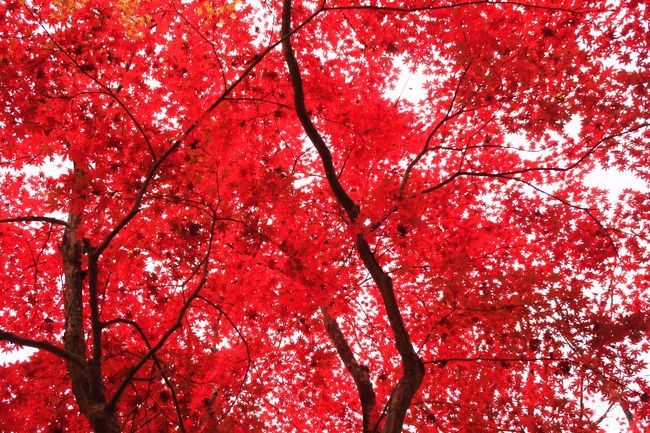 テレビを見ていると、丹波篠山に、それは美しい紅葉の寺があるとの情報が流れていました。近くにありながらこれまで知らなかったので、日曜日の午後に時間ができたので、訪ねてみることにしました。
