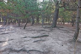 2012.11東かがわ出張2-白鳥神社，「日本一低い山」御山，白鳥の松原，白鳥の海岸