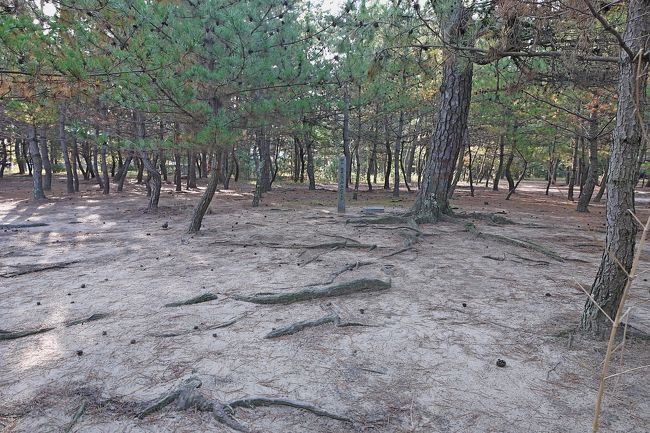 2012.11東かがわ出張2-白鳥神社，「日本一低い山」御山，白鳥の松原，白鳥の海岸