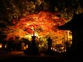 2012年紅葉だより◆石山寺の紅葉ライトアップに行ってきました！（滋賀県大津市）