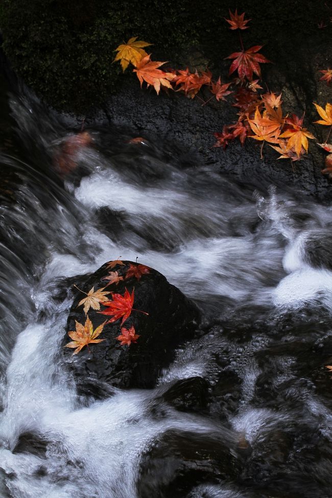 ■紅葉真っ盛りの三景園／広島県三原市<br /><br />　広島空港の開港を記念してつくられた約６ヘクタールの広さをもつ築山池泉回遊式庭園です。<br />　広島県の山渓谷、瀬戸内海の風景をモチーフに庭園化したもので、自然を生かした山のゾーン、里のゾーン、海のゾーンからなっています。<br />　この時期、真っ赤に紅葉した樹々が園内をたいへんきれいに彩っています。<br /><br />【手記】<br />　２か月半ぶりの１日フル休みでしたあー。<br />　　\（＾０＾）／　ばんざーい！　ｵﾒﾃﾞﾄｰ！<br />　も・ひとつ\（＾皿＾）／　ばんざーい！<br />　時間を気にせずに行動できるっていうのはいいですねー。<br />　日頃たまっている雑用（スーパーで買い物ですダ＾日＾）をてきぱきと済ませ、紅葉の名所である仏通寺＆三景園までドッビューンと走って参りました。（今回も補欠レンズ使用ですダ＾＾；）<br />