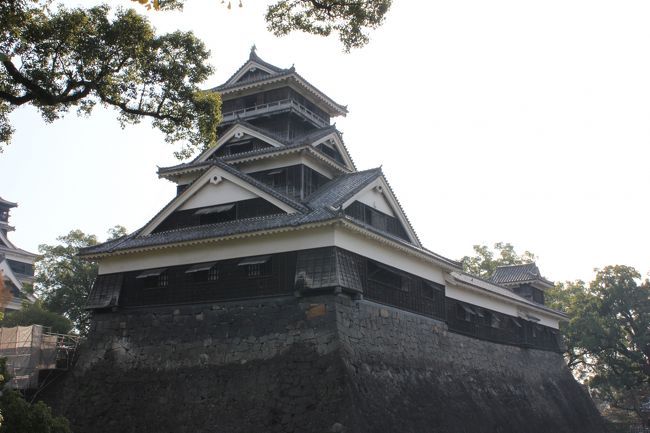 生誕450年の加藤清正を奉る加藤神社を訪れました。<br />3度目の利用となるFDAで熊本空港移動し三井ガーデンへチェックイン。熊の湯でのんびりした後、花畑の天草で馬刺し、馬レバー、ごま鯖などを米焼酎で堪能後、キャサリンズバーでスザンズ家族と談笑。<br />ホテル戻ってから天草の握り寿司を夜食としました。<br />紅葉もみごとな熊本城は外からの観賞とし加藤清正生誕450年の節目となる加藤神社を参拝しました。<br />土産はいきなり団子、芥子蓮根、くまもんグッズです。