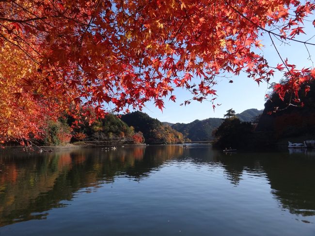 どこも紅葉の見頃を迎えた、１１月三連休。<br />最終日は遠出するのは避け、自宅から車で３０分ほどの伊自良湖へドライブも兼ねて紅葉狩り。<br />あまり期待せず行ったのですが、そこそこ見頃の紅葉と落ち着いた人の入り。穴場的紅葉スポットでした。<br />穴場喫茶店も見つけ、満足の三連休最終日となりました。