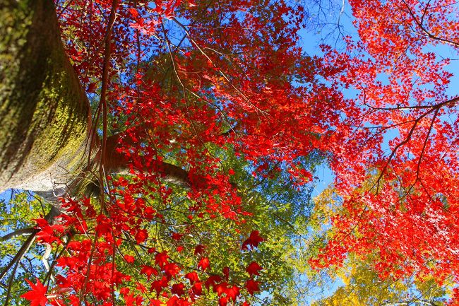 今朝は放射冷却のためとても寒く、その分天気が良くなるとのことで、今年最後の紅葉めぐりと美味しいカキを食べに西播磨の室津と龍野に出かけました。<br />室津は、カキ養殖が盛んな所で、今回食事をした『海宝』は、魚屋さんもやっている店で、魚もとても新鮮で毎年出かけているところです。<br />また今回紅葉めぐりをした所は、兵庫県龍野市の市内にある紅葉谷と少し離れた所にある東山公園です。<br />紅葉谷は新聞情報通り紅葉には少し早かったですが、東山公園は情報と異なりほぼ終わりかけの状態でした。<br />まだ紅葉を堪能されていない方は、紅葉谷に出かけてはどうでしょうか。12月初旬までは十分紅葉が楽しめると思います。紅葉谷のある龍野市内は、小京都と呼ばれる古い街並みもありますので、それも併せて散策すると楽しめると思います。(市営の無料駐車場が何か所もあり、車で行くととても便利です。)