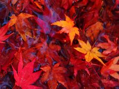 京都　紅葉めぐり～しょうざん、今宮神社の紅葉