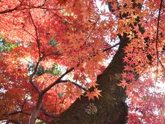 京都 西山光明寺の紅葉に魅せられて